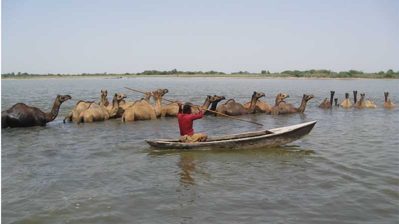 Indus Delta’s unique ‘Kharai’ camels on verge of extinction - Daily Times