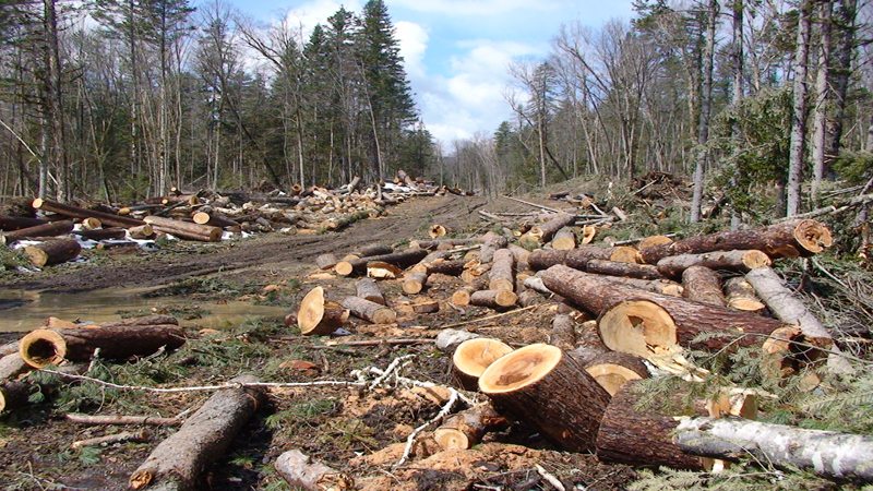 Illegal logging biggest threat to forest cover: experts - Daily Times