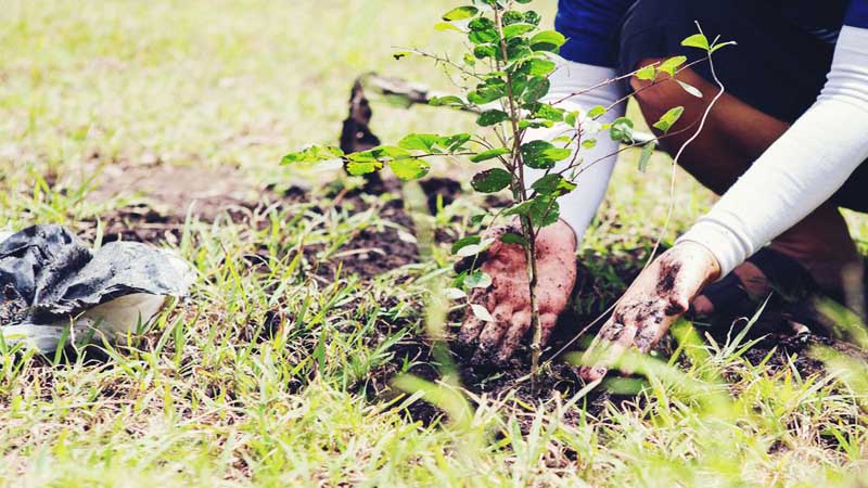 Students take part in plantation drive - Daily Times