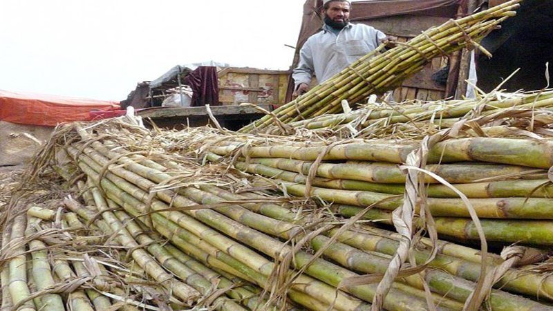 Sugarcane growers in Sindh suffer as Rs 36bn yet to be paid by sugar mills