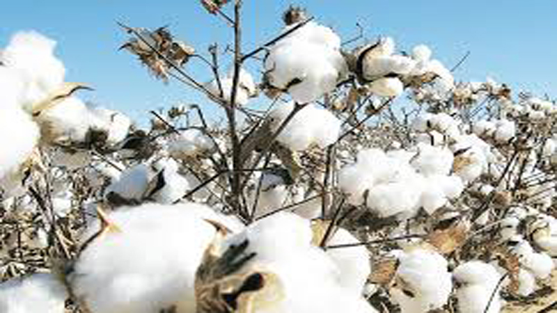 Over 3.93m cotton bales production a good omen for Pak economy