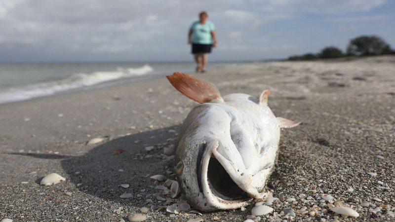 ‘Devastating’ dolphin loss in Florida red tide disaster - Daily Times