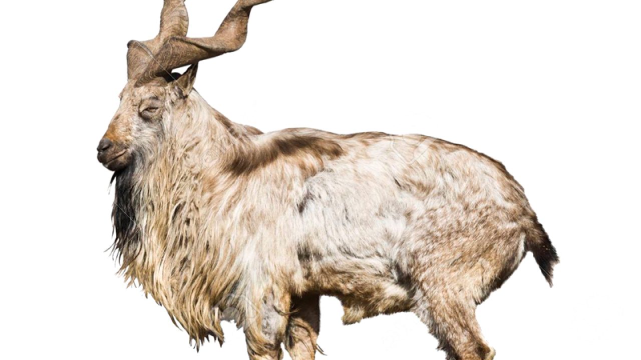 Pakistan's national animal Markhor faces extinction - Daily Times