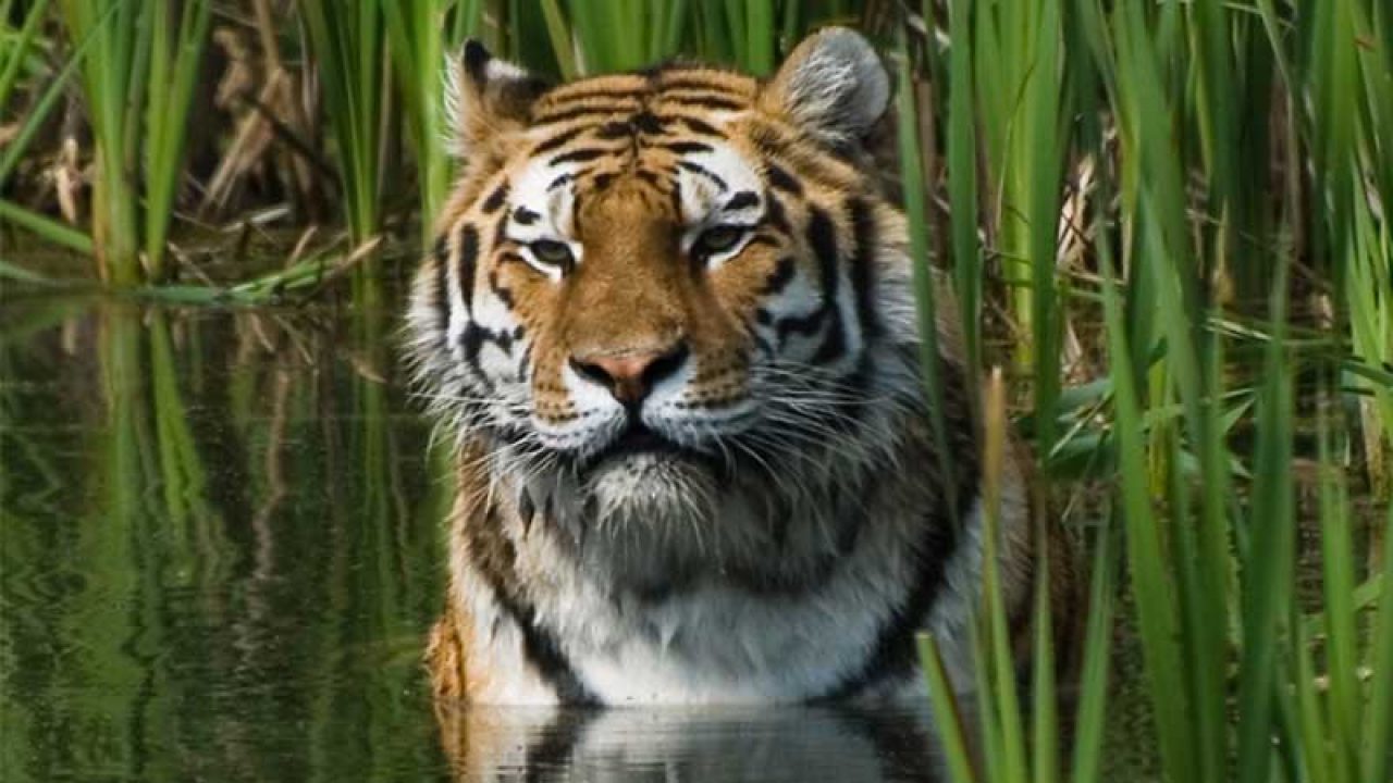 Let's stand up for the protection of endangered animals in Pakistan - Daily  Times