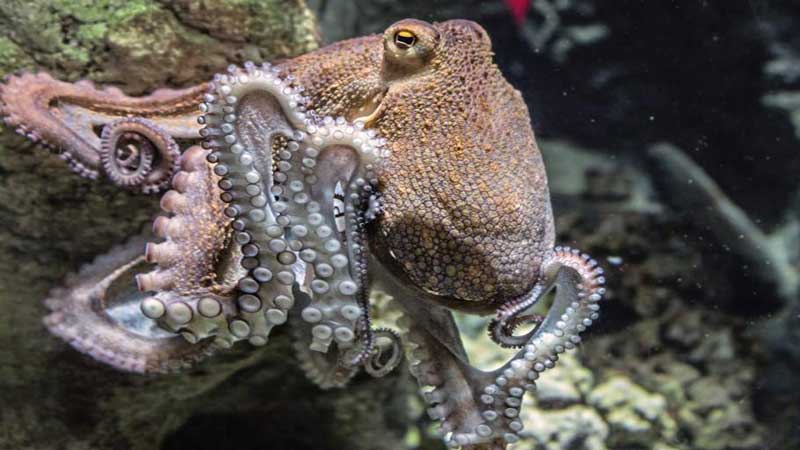 9 brains, 3 hearts: Some wild facts about octopuses - Daily Times