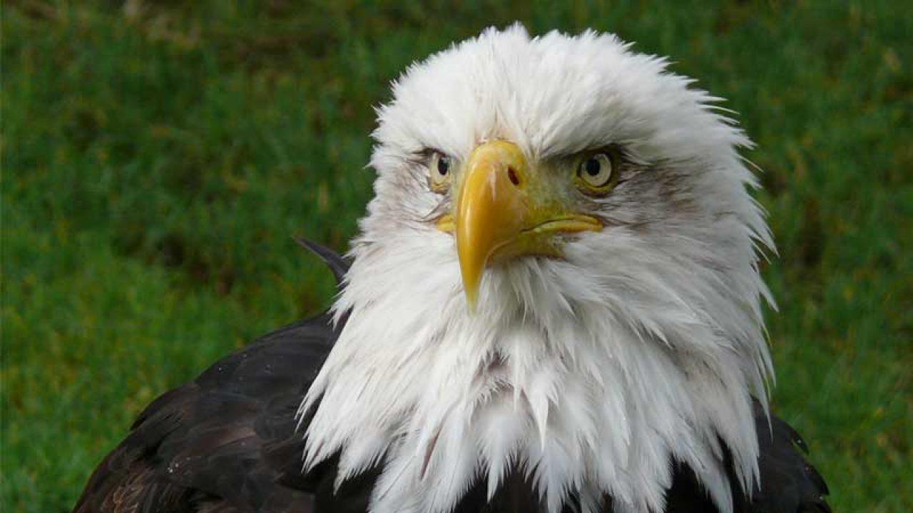 why the eagle is known as the king of birds daily times the eagle is known as the king of birds