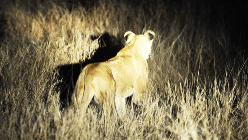 14 lions escape from Kruger park in S Africa - Daily Times