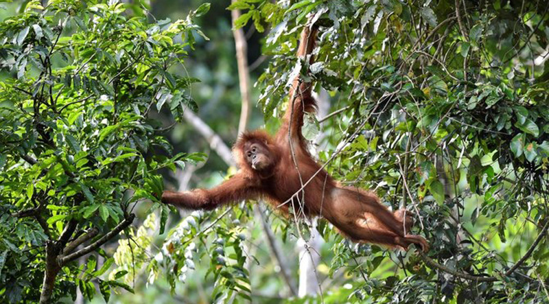 Indonesia pet  orangutans released back into the wild 