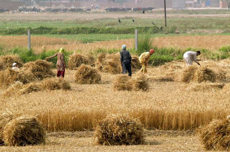 Need Of Agriculture Sector Uplift Urged For Attaining Growth Daily Times