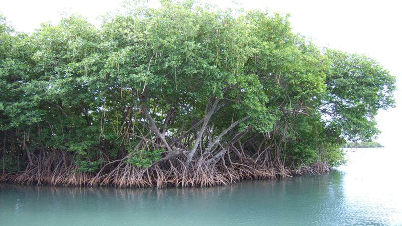 WWFPakistan initiates 100,000 Mangroves Plantation Drive