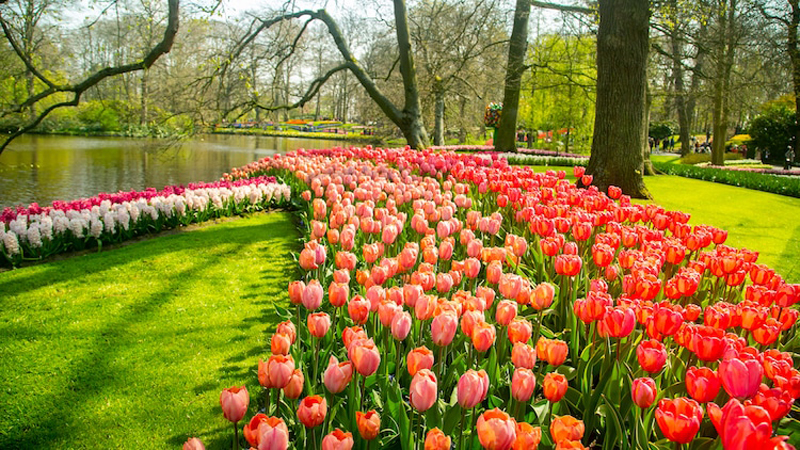 Holland's largest flower stream garden bursts with 7 million colourful ...