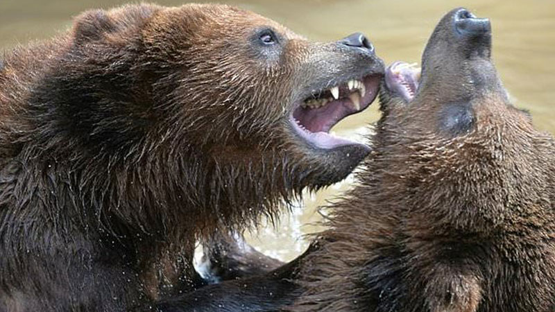 Grizzly challenge: TV show 'pits man vs bear' - Daily Times