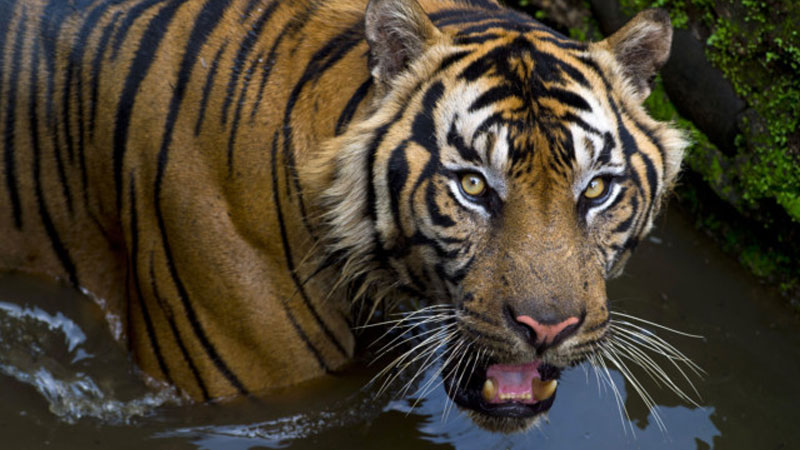 Tiger skin, foetuses found in Indonesia poacher case