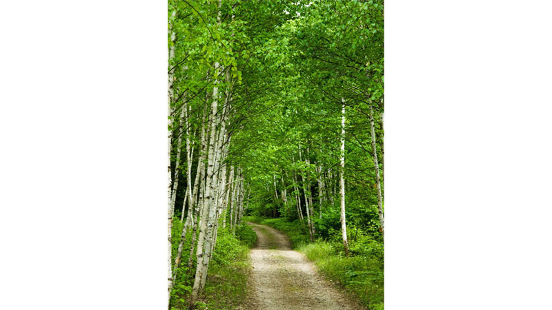 Robert Frost’s ‘Birches’ — a poem of deep thought and a noble message