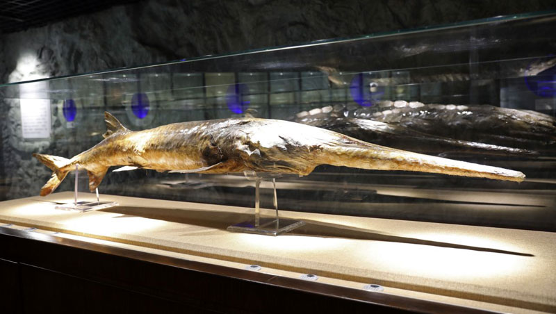 Giant Chinese paddlefish declared extinct by scientists after surviving