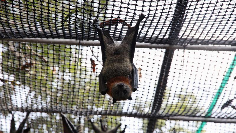 Rescuer opens home to baby flying foxes orphaned by Australian bushfires
