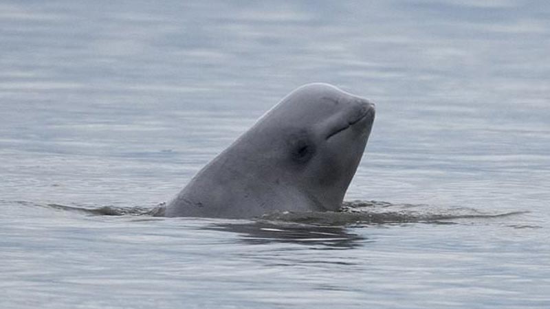 Survey: Alaska’s Cook Inlet beluga whales continue decline