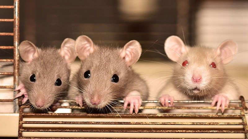 ‘Shocking’ animal welfare violations uncovered at US government labs