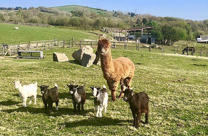 Enjoy Five Star Luxury On A Working Sheep Farm Or Bed Down Next To