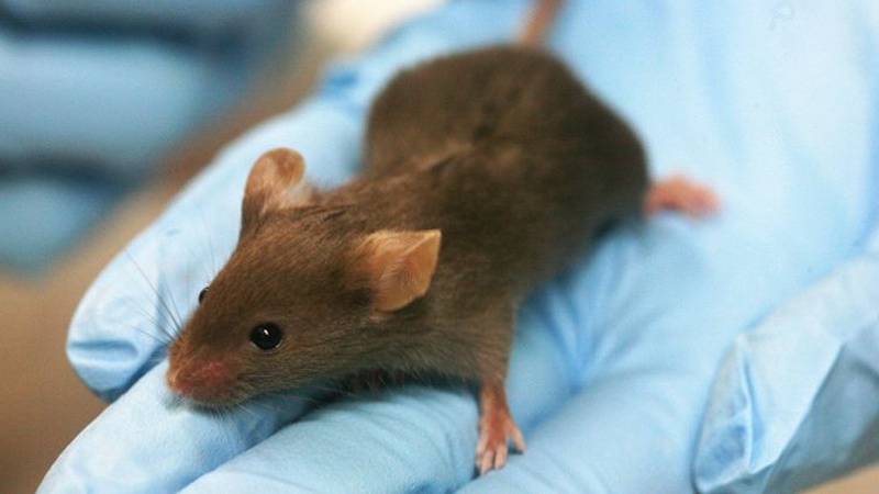 Mice with diabetes “functionally cured” using new stem cell therapy