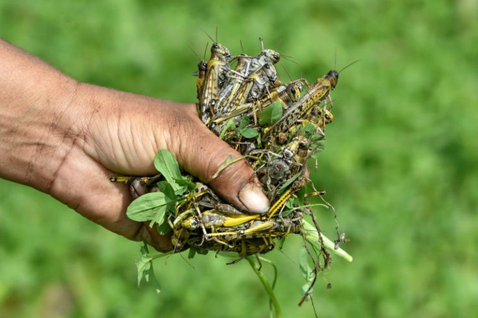 Pakistan struggles to combat devastating locust plague