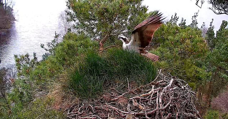 First osprey of the season arrives at Scottish nesting site