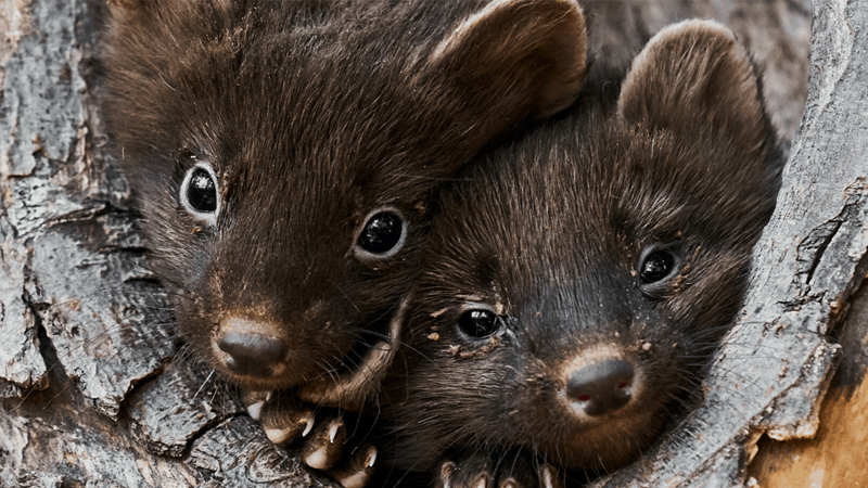 US denies full protection for Pacific fisher, relative of the weasel