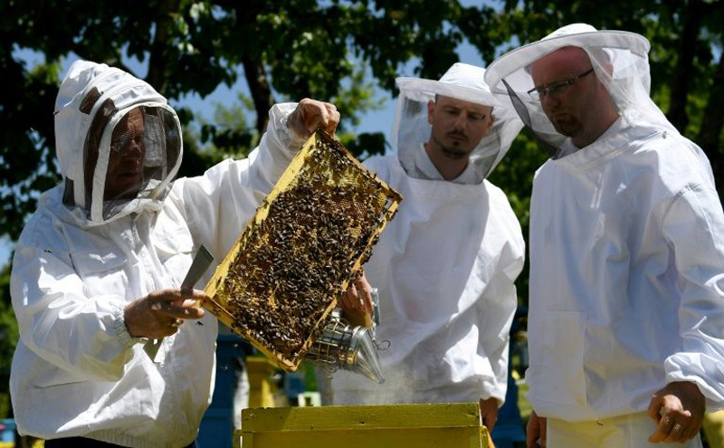 Lockdown gives Albanian beekeepers a 'golden year'