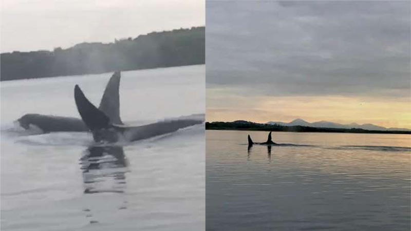 Orcas swim alongside boat in Northern Ireland in rare and ‘stunning’ sighting