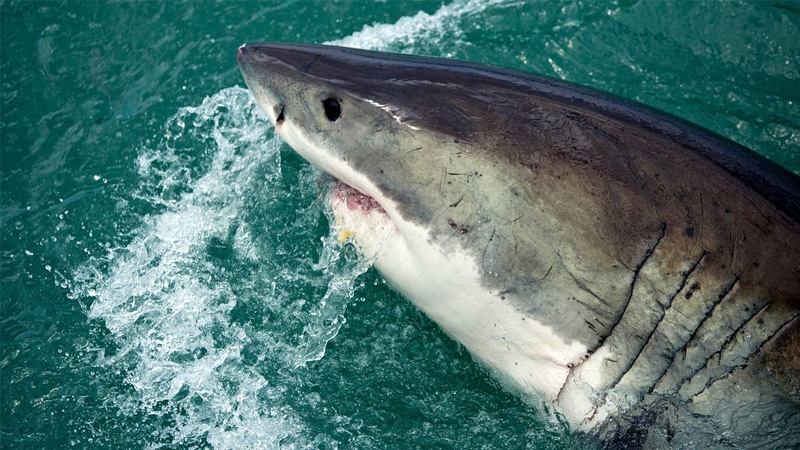 Shark pulls 10-year-old from fishing boat in Australia
