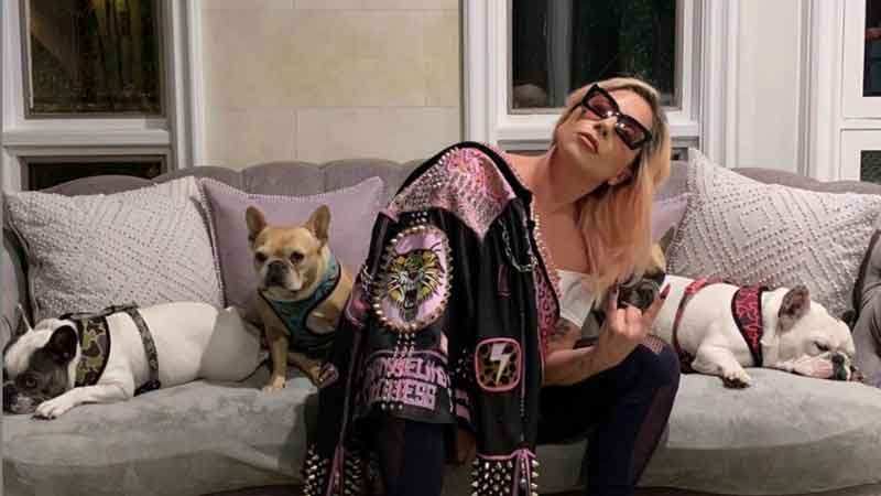 Lady Gaga breaks her silence on stolen French bulldogs and ...