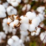 Cotton cultivated over 2.5m hectares