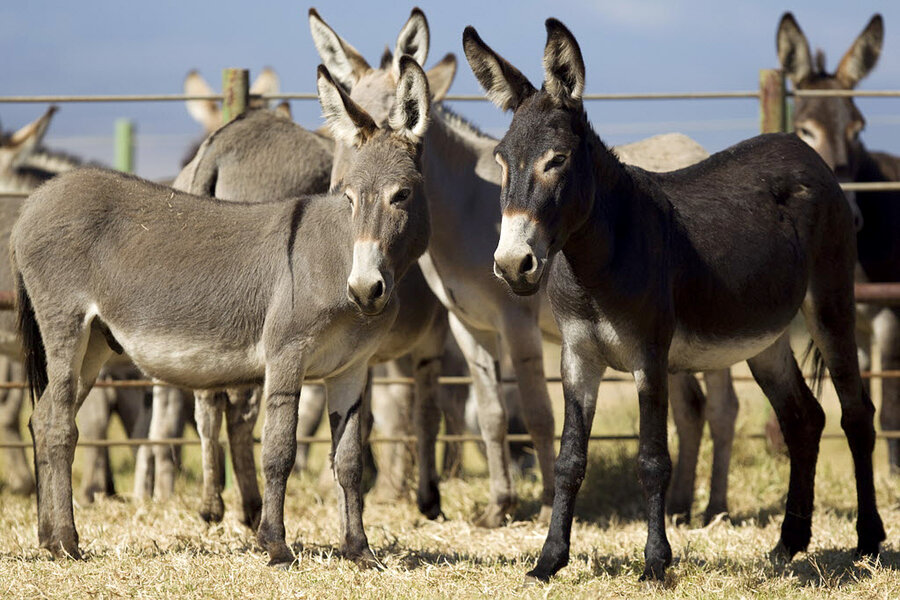 Number of donkeys in country increased by 1 million - Daily Times