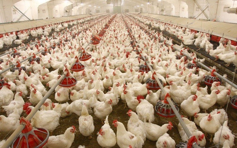 Govt sets target of over 1.997 million tons for poultry products in FY 2021-22 -