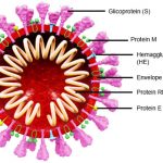 COVID-19: Pakistan logs 8 deaths 391 new infection in a day