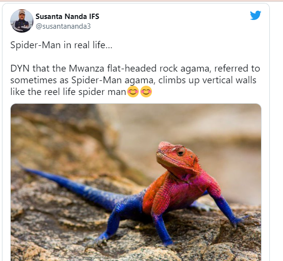 A lizard that looks like 'Spider-Man' gone viral - Daily Times