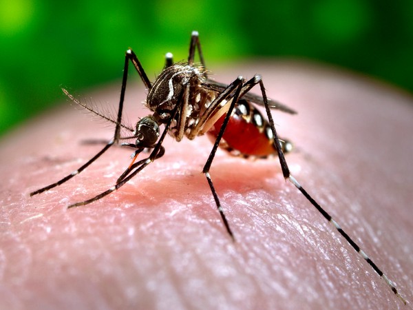 Punjab reports one new dengue virus case