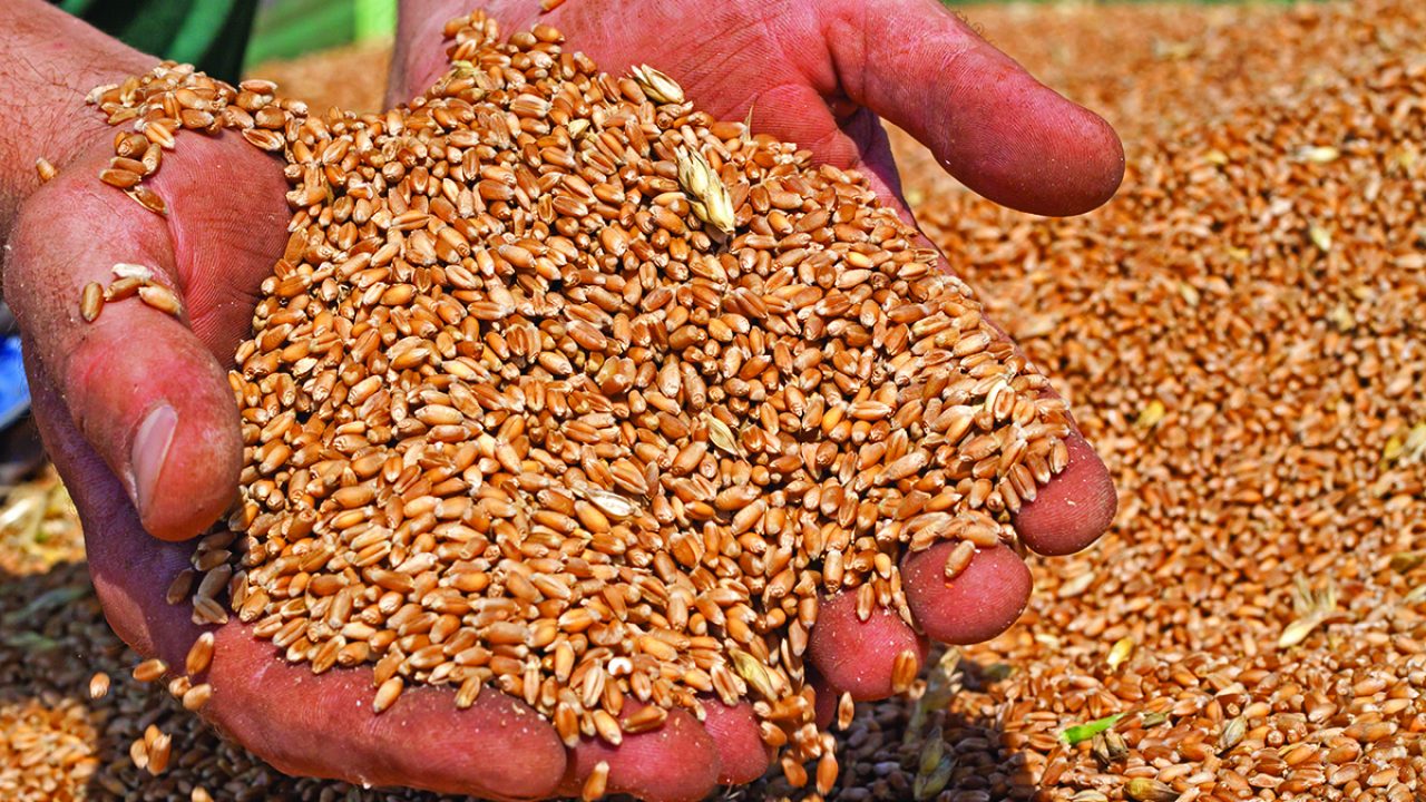 Wheat prices hit record high after Indian export ban - Daily Times
