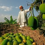 Pakistan’s mango production likely to decline by 50% due to heatwave, water shortage