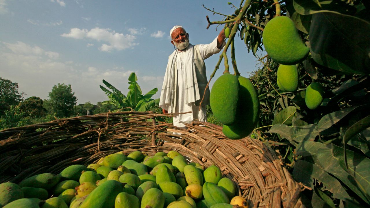 Pakistan's Mango Production Likely To Decline By 50% Due To Heatwave ...