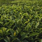 Tea imports increase by 8.17 percent in 11 months
