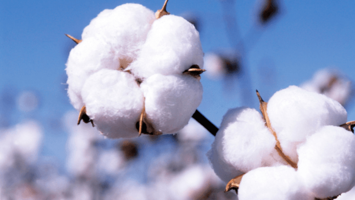 cotton-prices-increased-after-rains-damaged-many-zones-daily-times