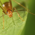 Yellow brutal ants wreak havoc in Indian villages
