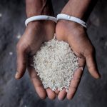 Rice exports at risk as climate change engulfs Pakistan