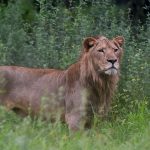 Lions up for auction in Pakistan