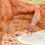Milk and Meat production severely affected due to floods and lumpy skin disease