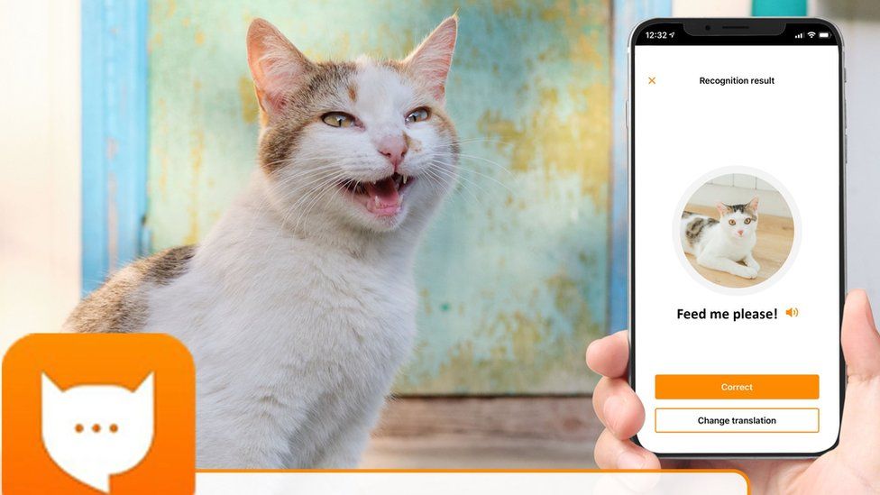 MeowTalk: App translates cat meows into English