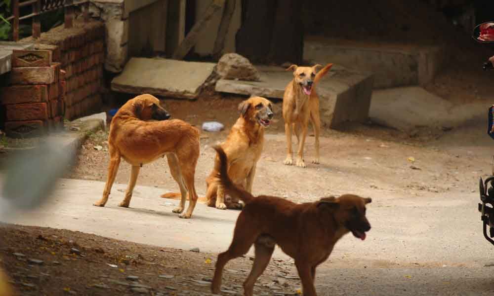 7 year old boy mauled to death by stray dogs
