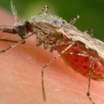 Rising cases of malaria, dengue, and other waterborne diseases