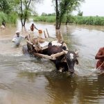 Cattle, livestock face starvation after Pakistan's floods wipe out feed supply